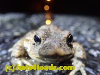 /home//u458753944/public_html/sourcegallery///////Roxborough Toad Detour/2022/2022-03-17/P3170869.JPG